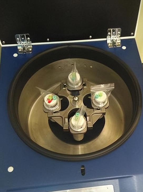 新西兰的几维鸟属于什么类型,新西兰的几维鸟有什么样的形态