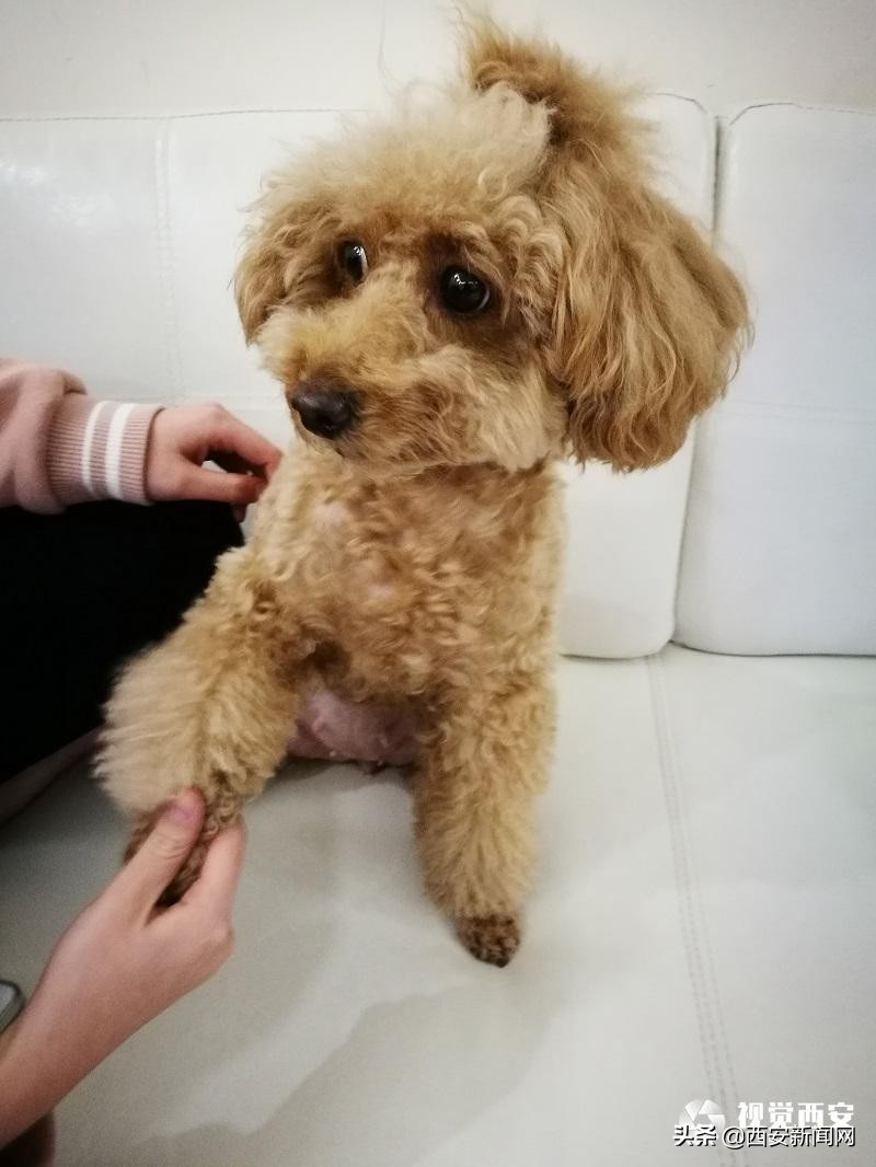 宠物市场监管问题,宠物身后事