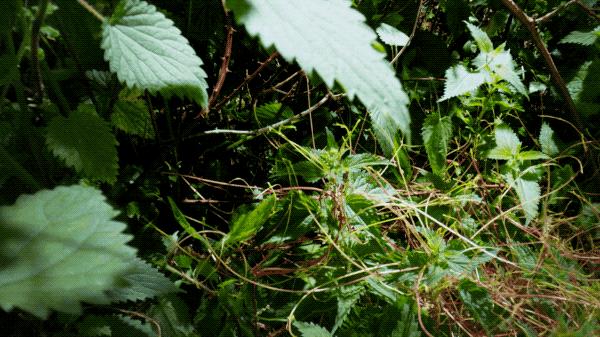 96岁还在奔波工作，这老爷子做出了今年9.8分神片