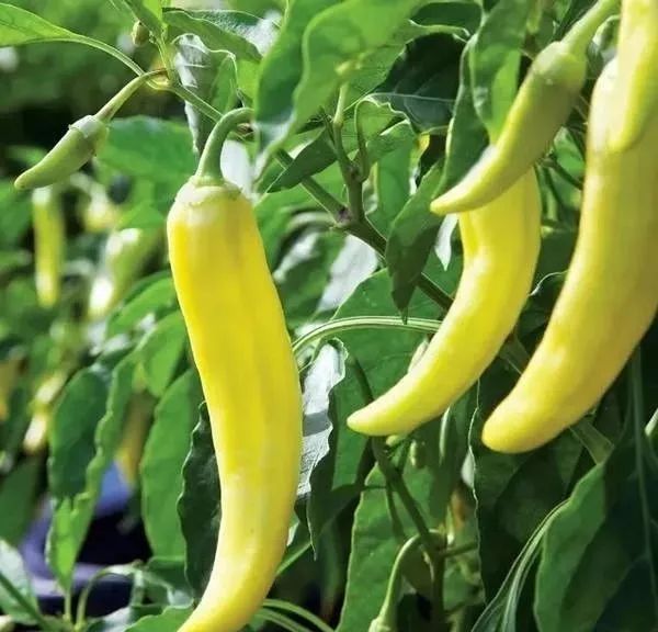 最辣的辣椒全球,全球超辣辣椒