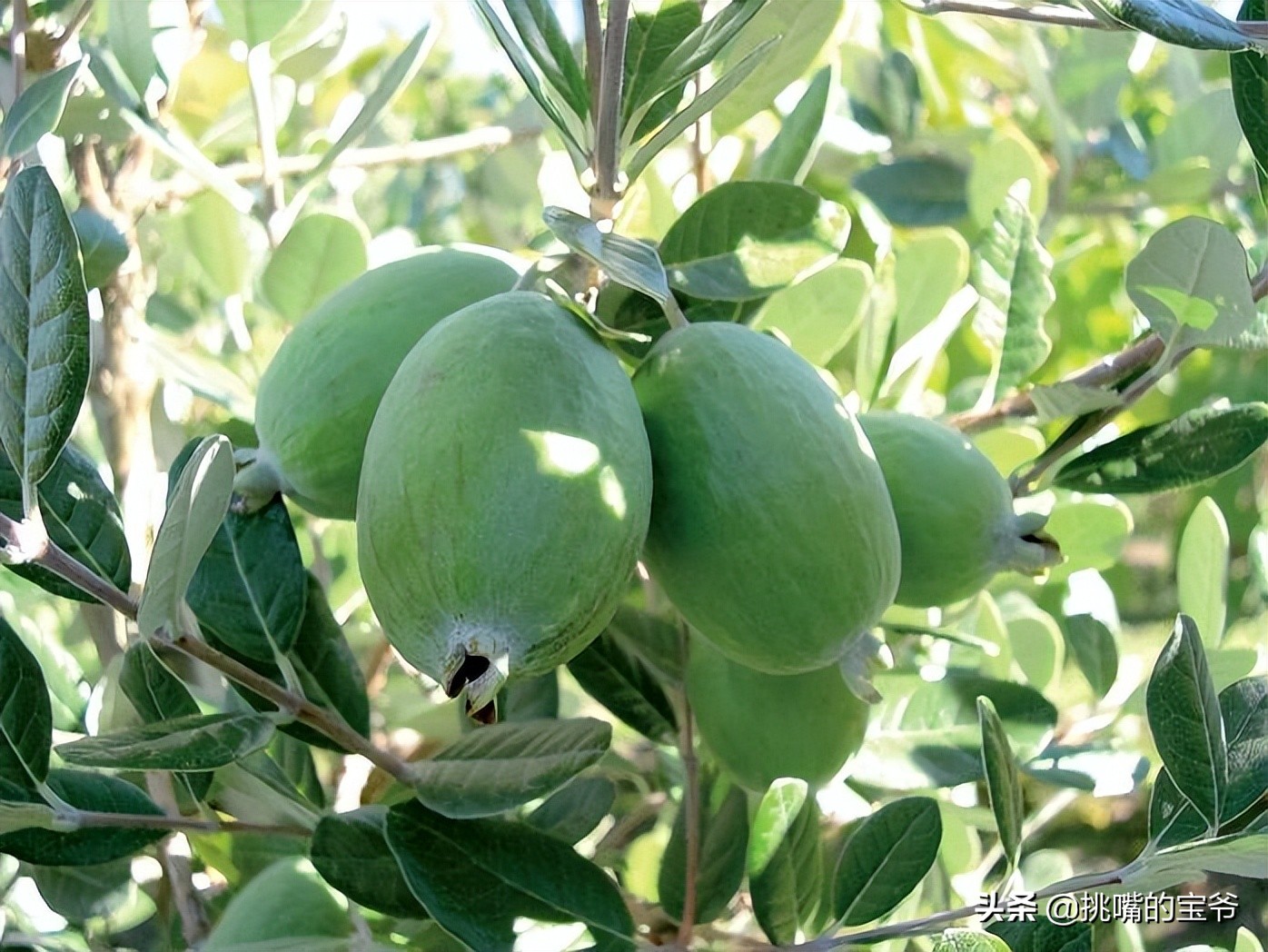 坐在赤道上，气候似云南的南美小国，数百种水果让人口水不断