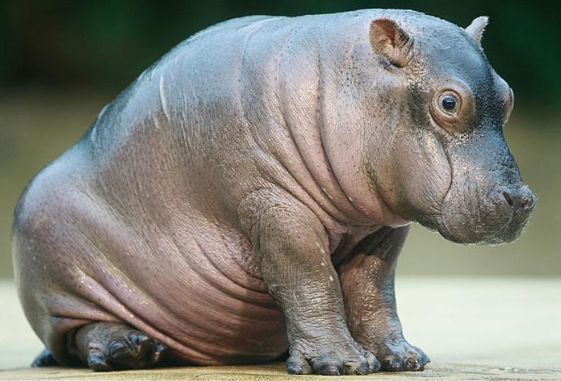 河马最怕什么凶猛的食肉动物,大型尼罗鳄与河马共存