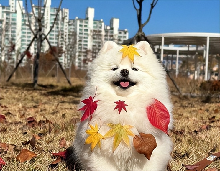 朋友圈名媛拼团搞笑文案,名媛拼团沙雕文案