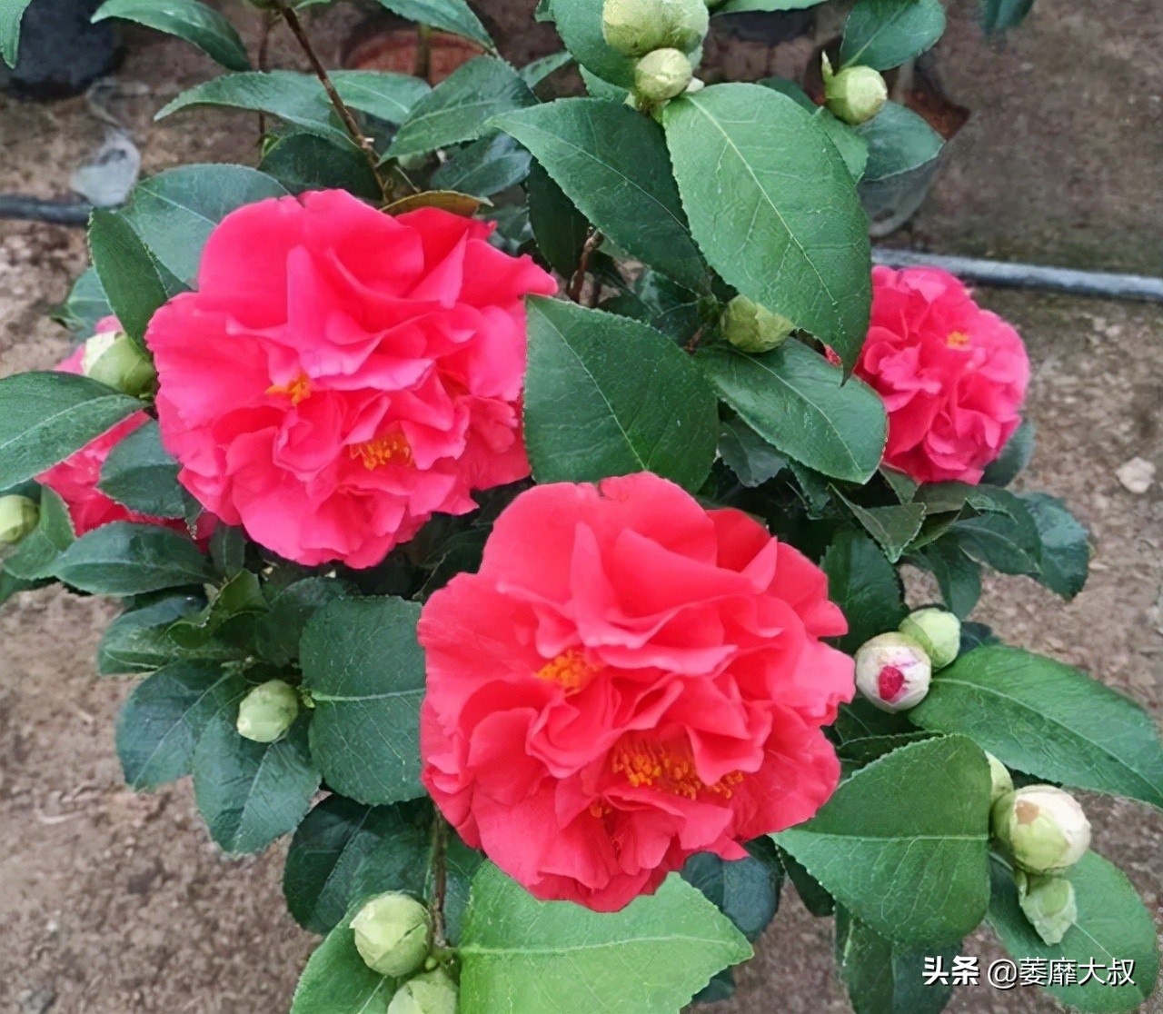 此花简单易养四季开花极为别致,此花花色繁多有淡香味易养易成活