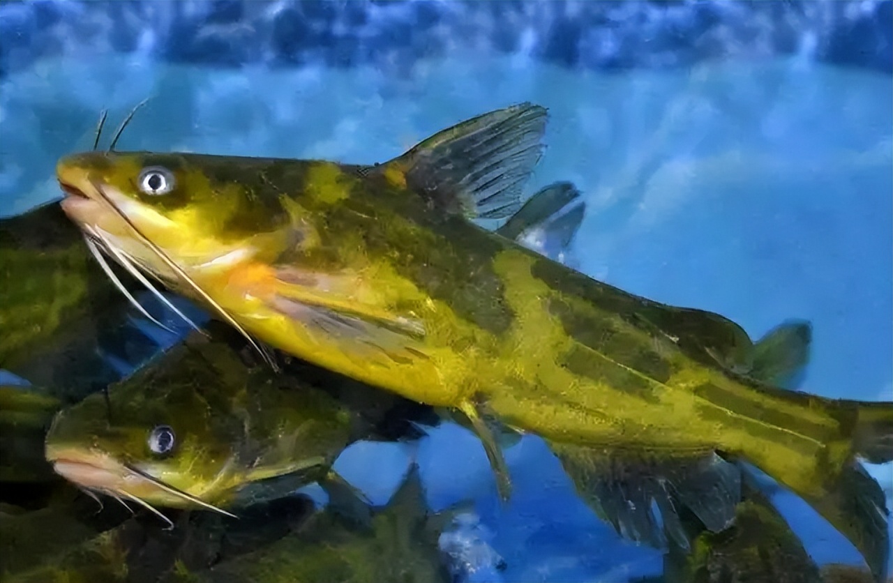 天热了这6道菜必吃,这5种鱼不建议食用