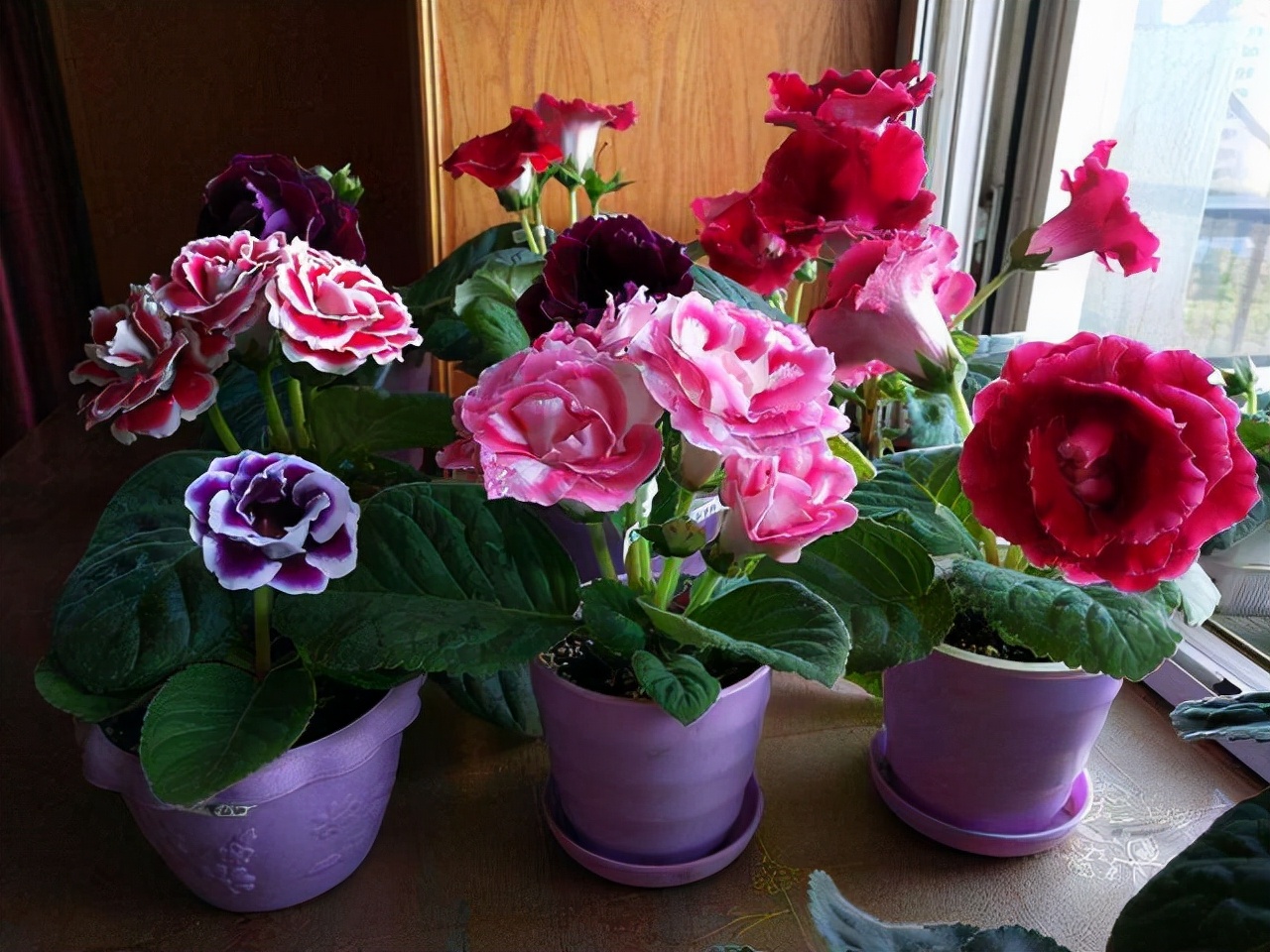 16种喜阴蔬菜,16种适合夏天养的花