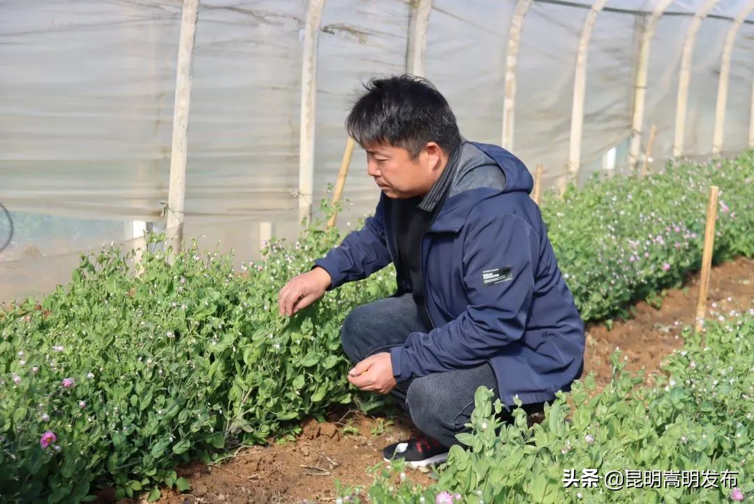 嵩明永生花店 (嵩明永生花)