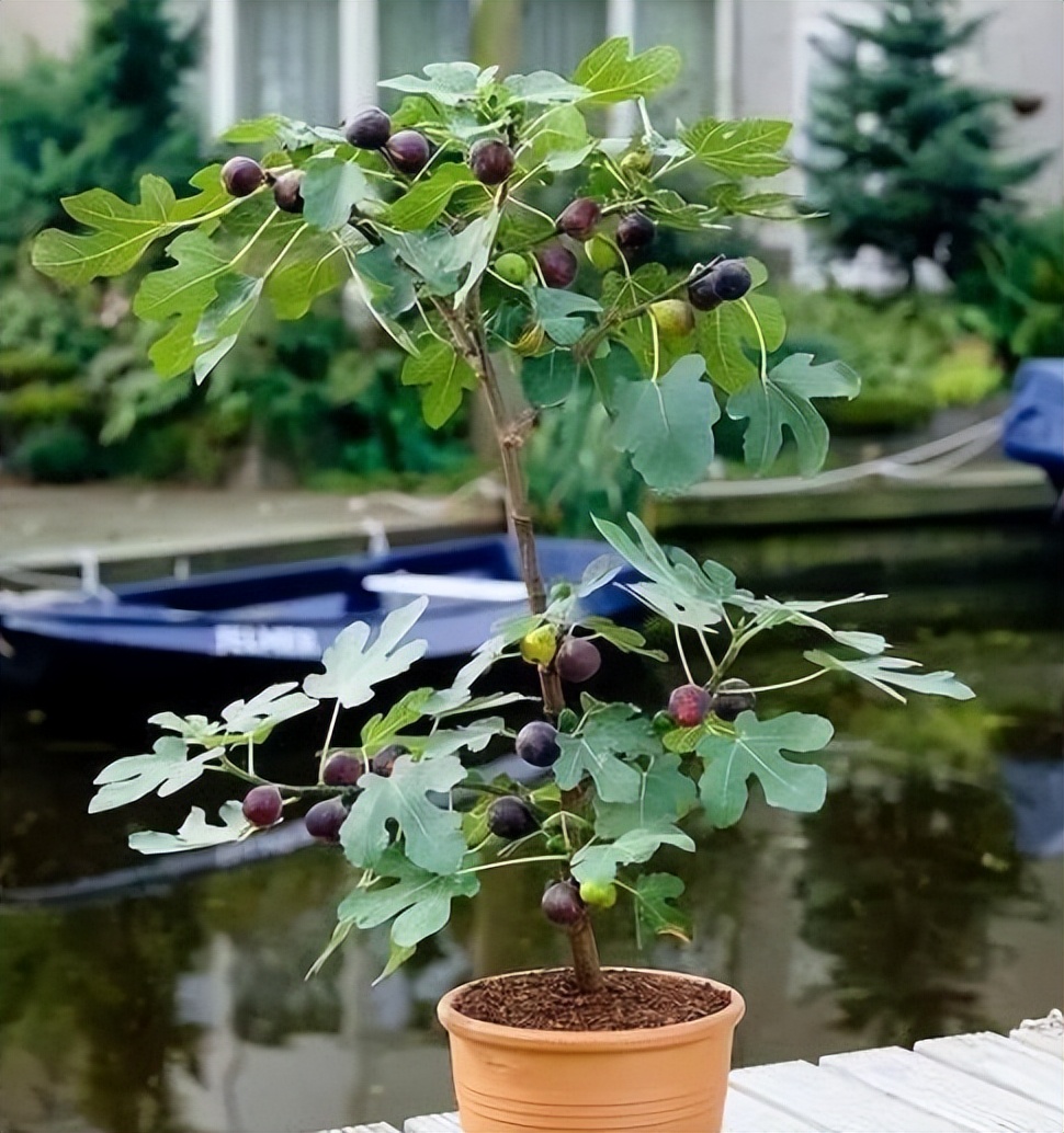 新房装修适合摆放的花,装修完室内放什么花净化空气