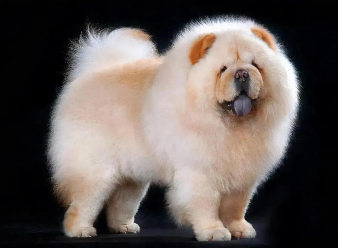 狗有哪些犬种,中国狗犬种排名