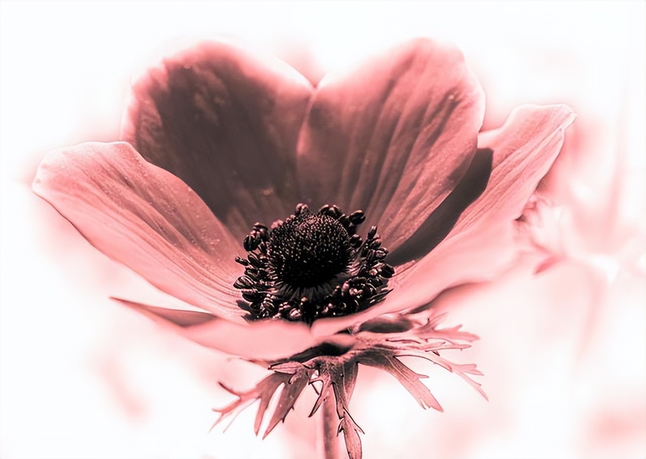 没有爱情的婚姻就别浪费生命,没有爱情的婚姻怎么继续下去