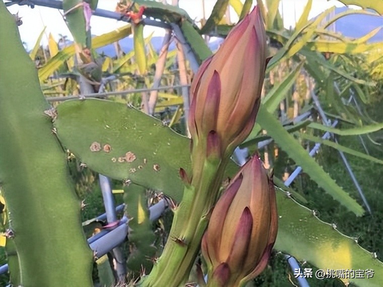 燕窝果跟黄色火龙果有什么区别,燕窝火龙果和黄皮火龙果区别