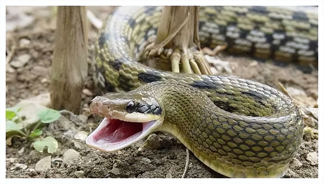 打蛇打七寸那么七寸到底在哪里呢,打蛇要打七寸下一句是什么