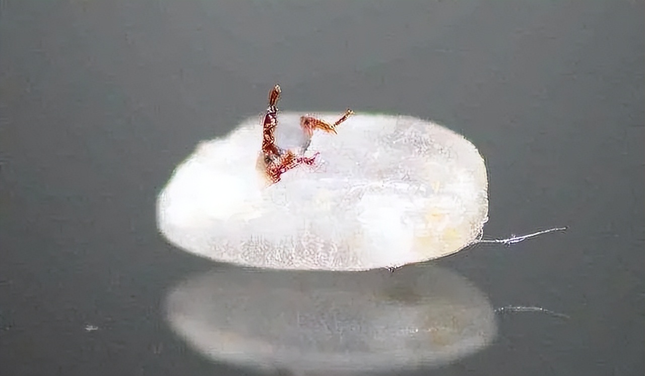 米放进密封盒为什么还是生虫,米如何存放不会生虫