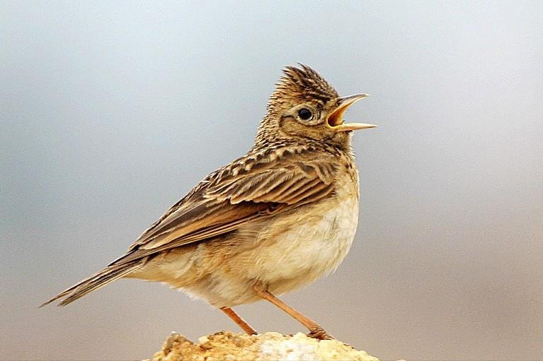 所有鸟图片大全大图,50张最佳鸟类摄影作品