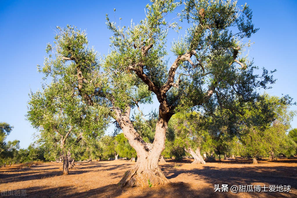 古树有很多东西要告诉我们，人类与古老植物的关系竟然如此密切