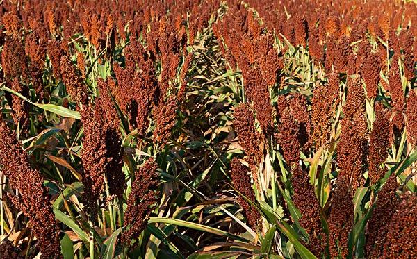 高粱种子图片大全,大片高粱成熟图片