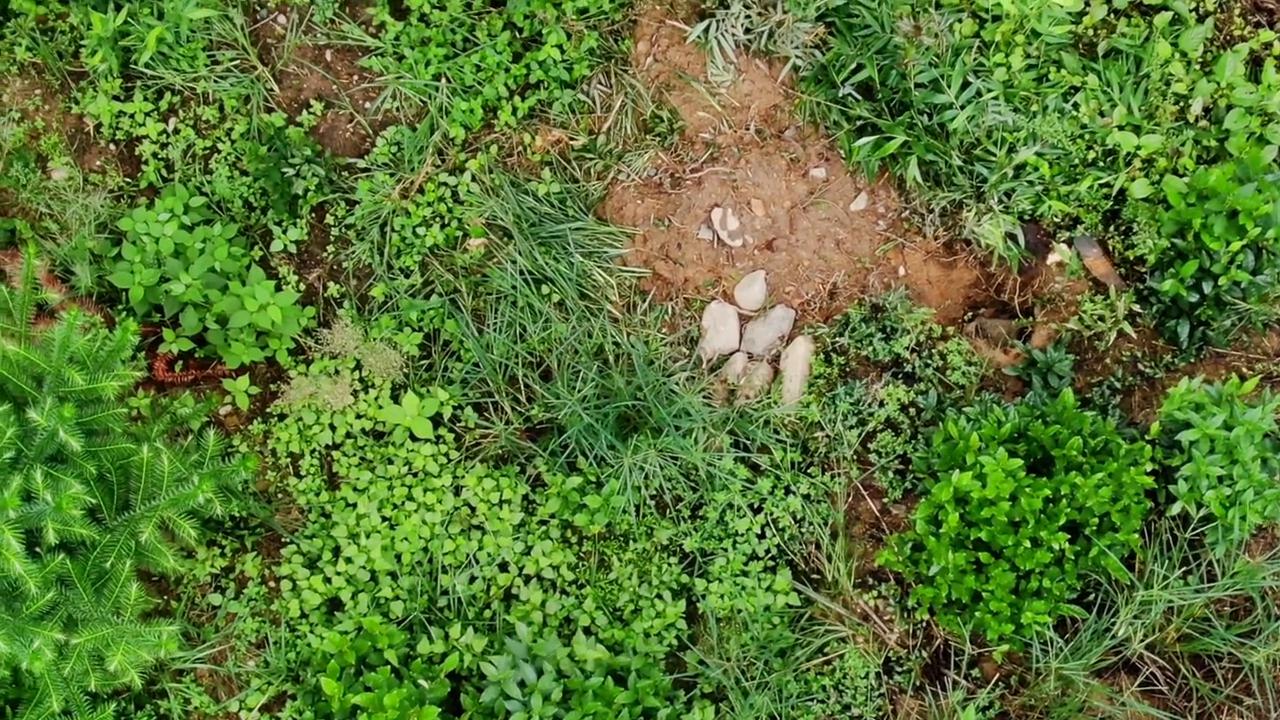 蜂群里如何区分幼蜂,如何通过守卫蜂判断蜂群大小