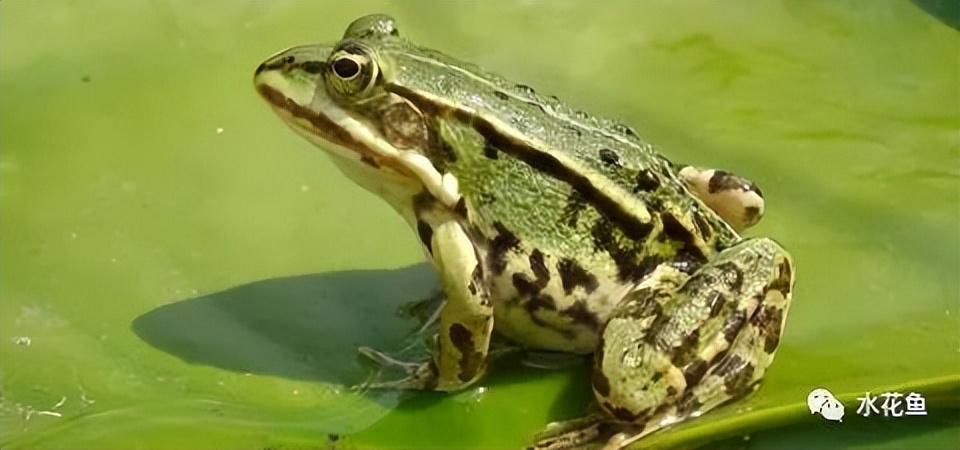 蝌蚪和蟾蜍的卵如何区别,如何分辨蝌蚪长大是青蛙还是蟾蜍