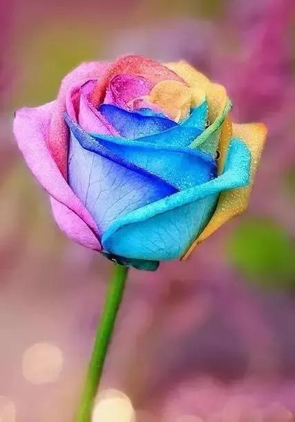 七彩炫光玫瑰花,七彩白玫瑰花