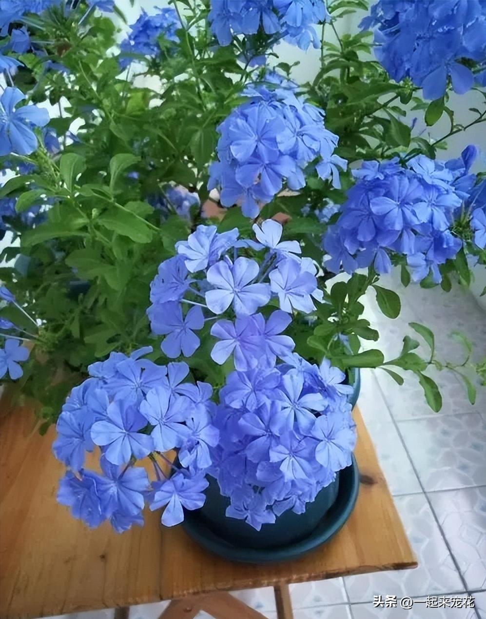 四季开花耐热耐寒爬墙最快的花,6月养5种花很省心