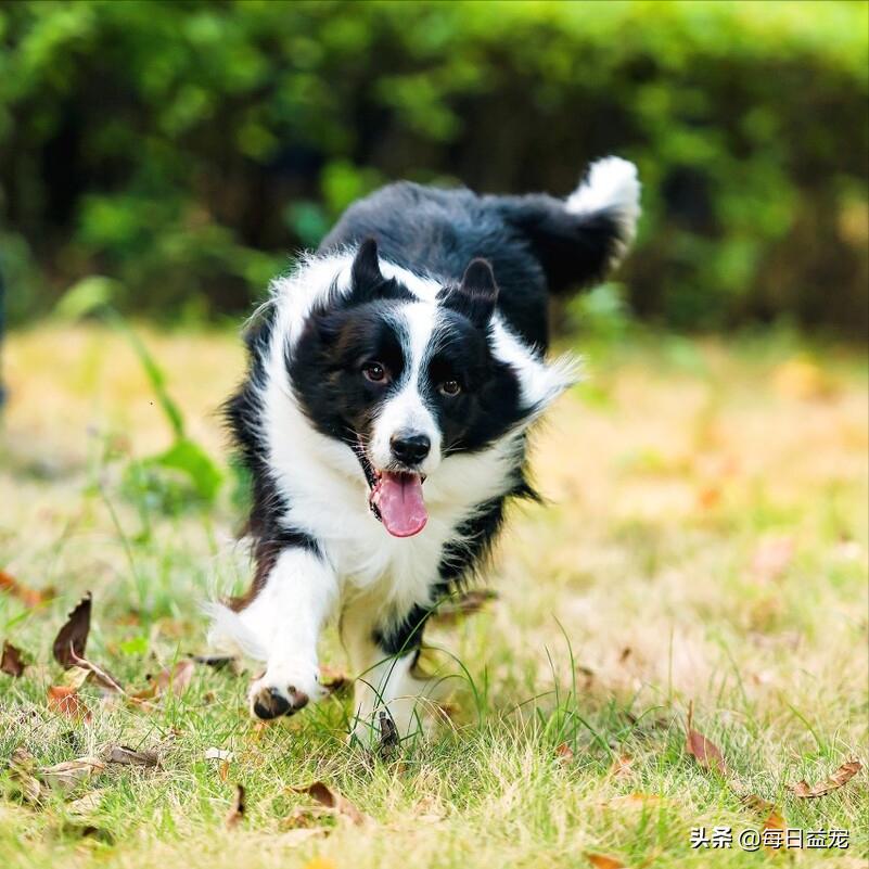 边牧受到虐待被救后拥抱新主人,长期被虐待的边牧