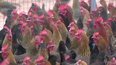 江西的麻鸡,江西拥有中国什么之乡的美称