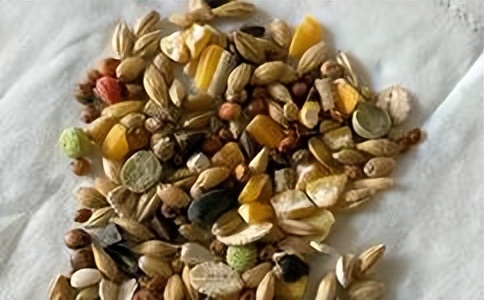 养仓鼠的十大禁忌新手,仓鼠怎么养这几个禁忌一定要记牢