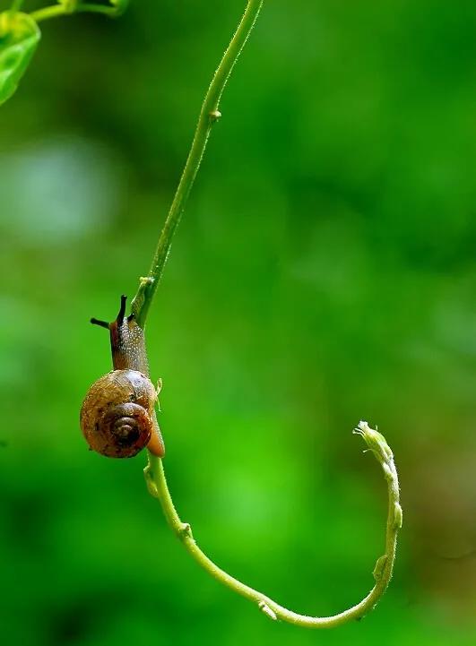 蜗牛壁纸高清全屏无水印,蜗牛壁纸手机超清全面屏