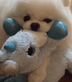 新手养博美要注意什么事项,养博美要注意哪些细节问题