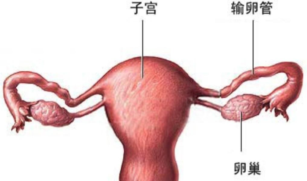 一个几十块钱的方子，消散子宫肌瘤、卵巢囊肿，可惜尘封了