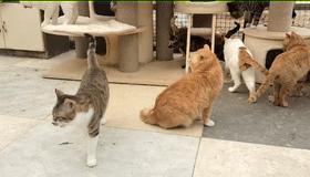 打遍猫群无敌手,猫中小霸王胖咪的幸福喵生