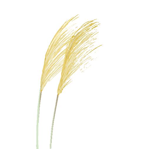 小学作文爸爸对我好,小学优秀作文摘抄500字大全