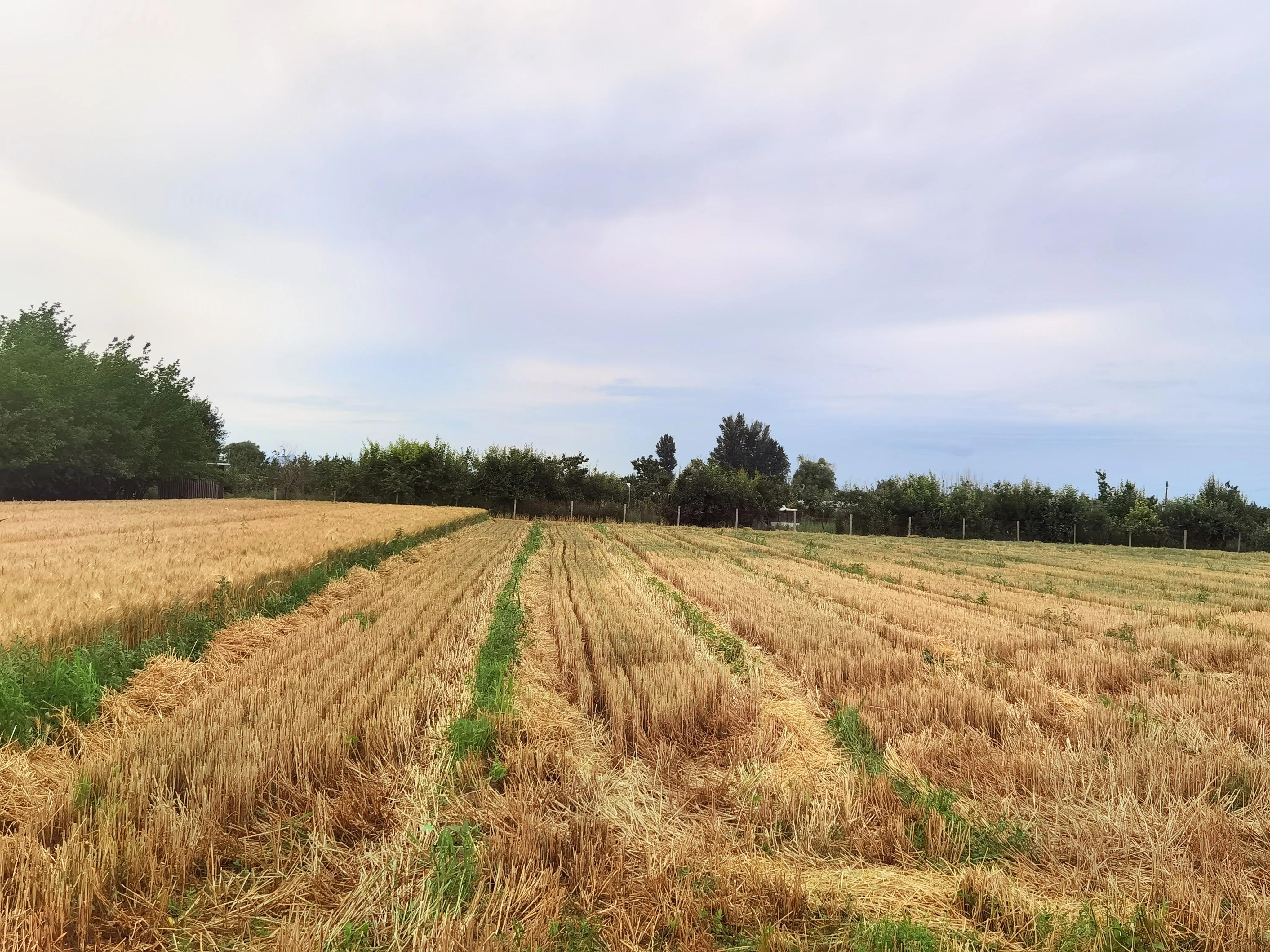 朱元璋讨饭经历,讨饭是个技术活