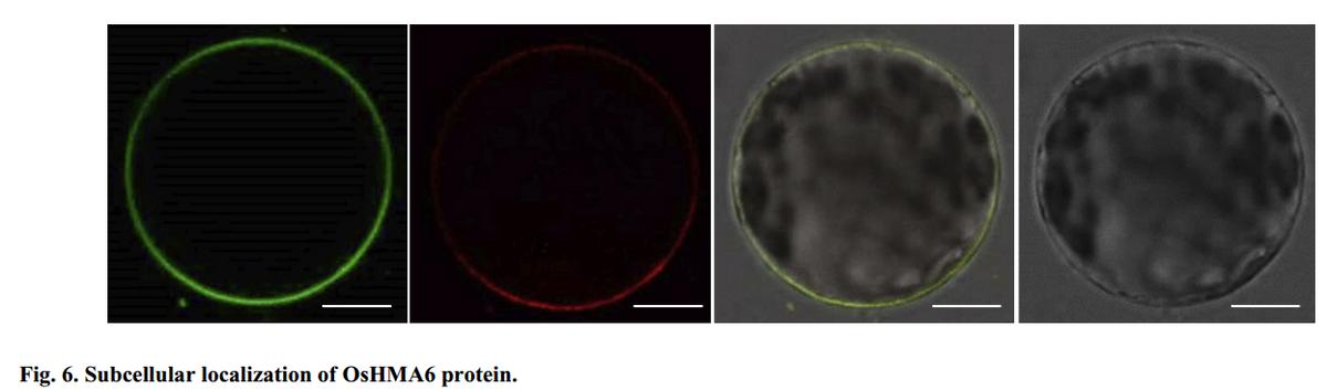 现代农业研究：水稻重金属P型ATP酶OsHMA6可能是铜外排蛋白