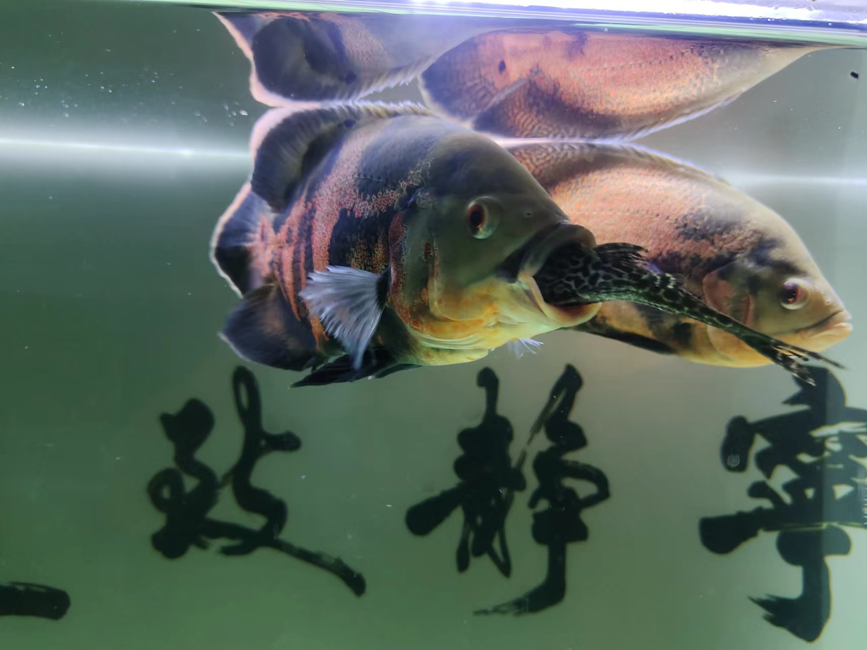 新鱼和老鱼合缸注意事项,观赏鱼新鱼旧鱼合缸注意什么