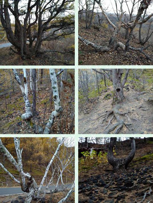 中国最冷的地方小兴安岭,中国最冷的地方是漠河还是黑河