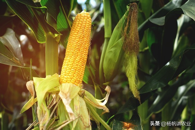 亩产2300斤的玉米迪卡653，其耐高温稳产高产潜力大是一大特点