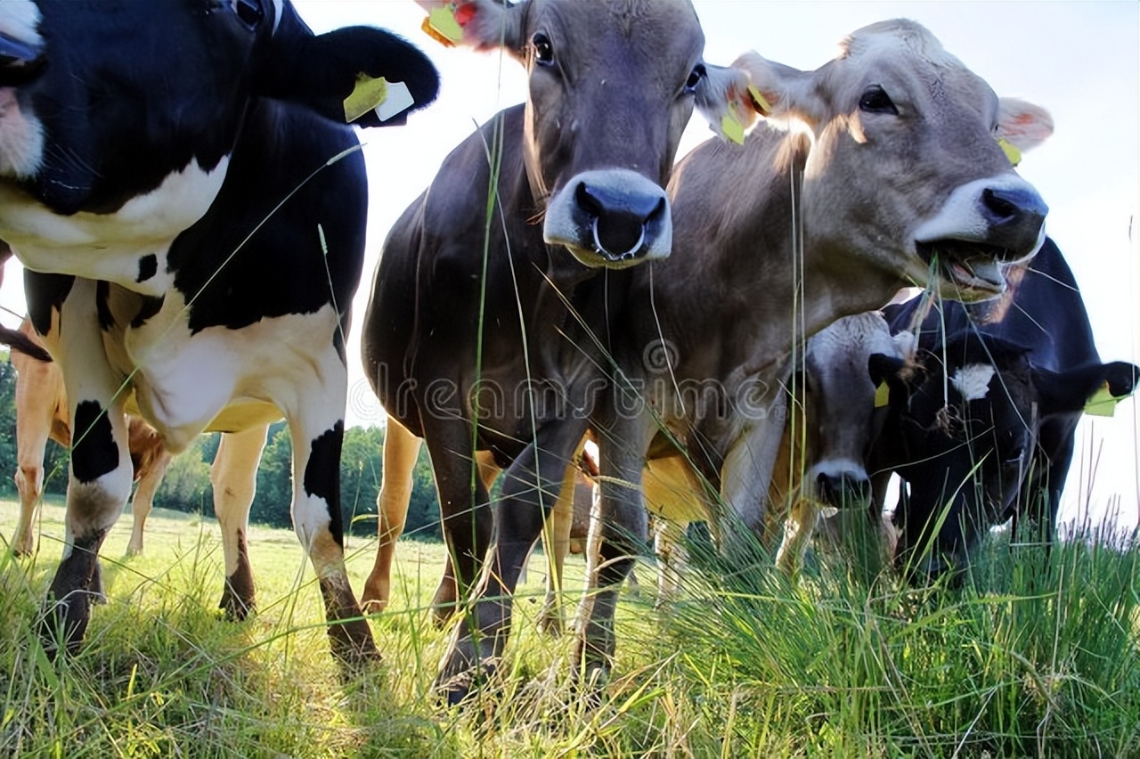 牛肉供大于求,2024年牛肉供需缺口