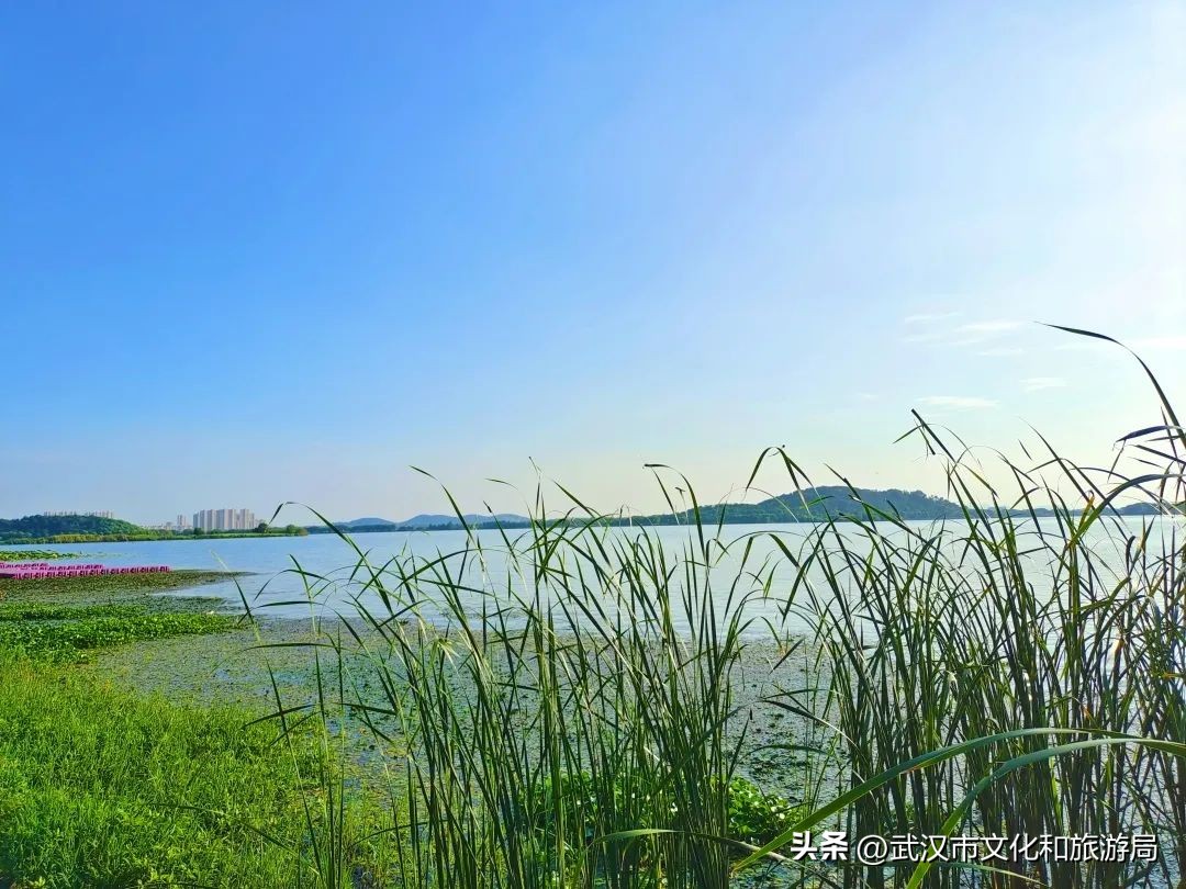 秋游武汉好玩的地方推荐,武汉湿地公园哪家最好玩