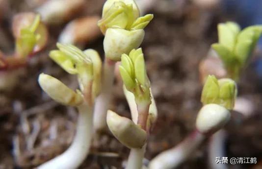 工厂化花生芽苗菜的种植方法,无根花生芽苗菜生产方法