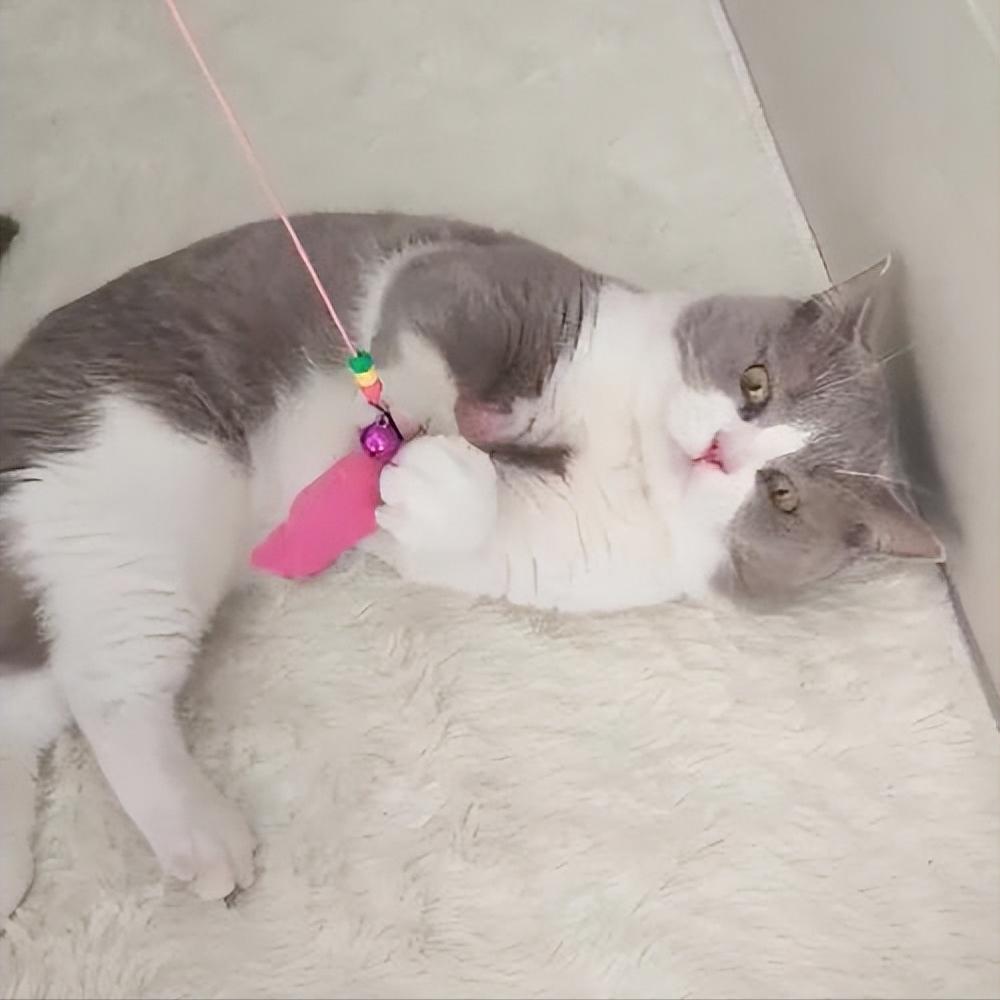 英短猫怎样才能哄好,英短猫抓不抓鼠