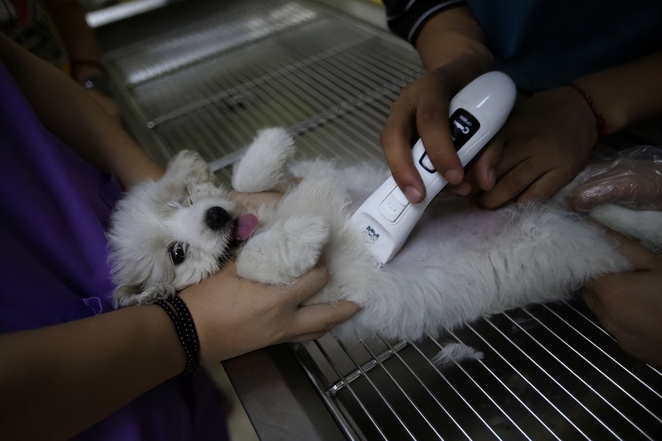 狗狗泌尿感染用什么药,狗狗呼吸道感染怎么检查