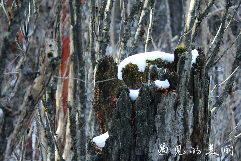 如果一生只去一个古城,一生去一次九寨沟