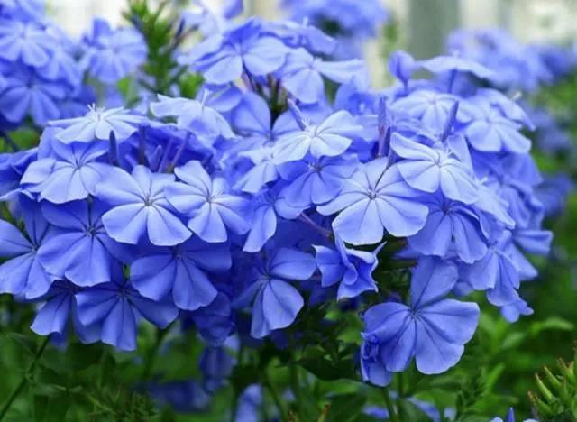 生长在衣服上的雪花,生长在热带草原的植物