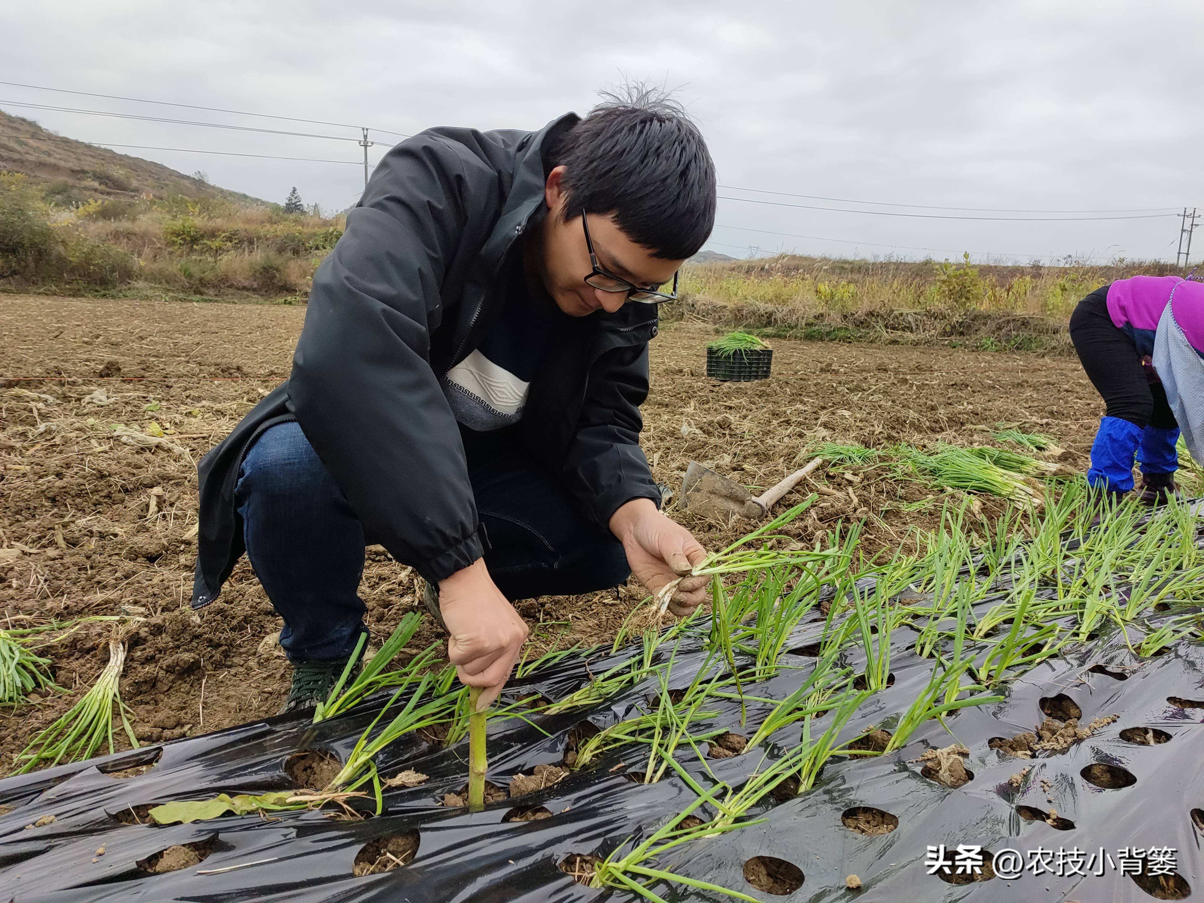 小香葱的种植方法与时间,小香葱播种多久可以采收