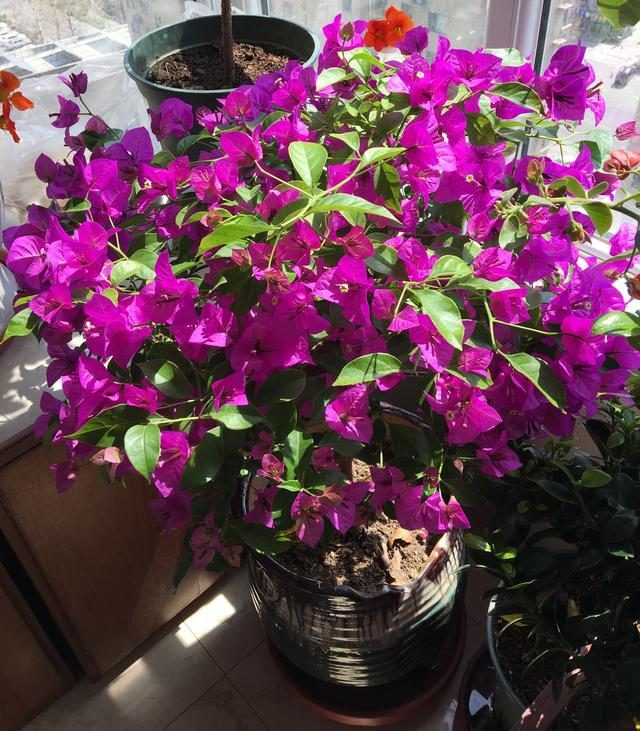 10种公认最好养的花三角梅,十种勤花三角梅