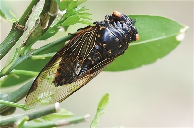 真正的丛林美食有哪些,硬核知识大全100个