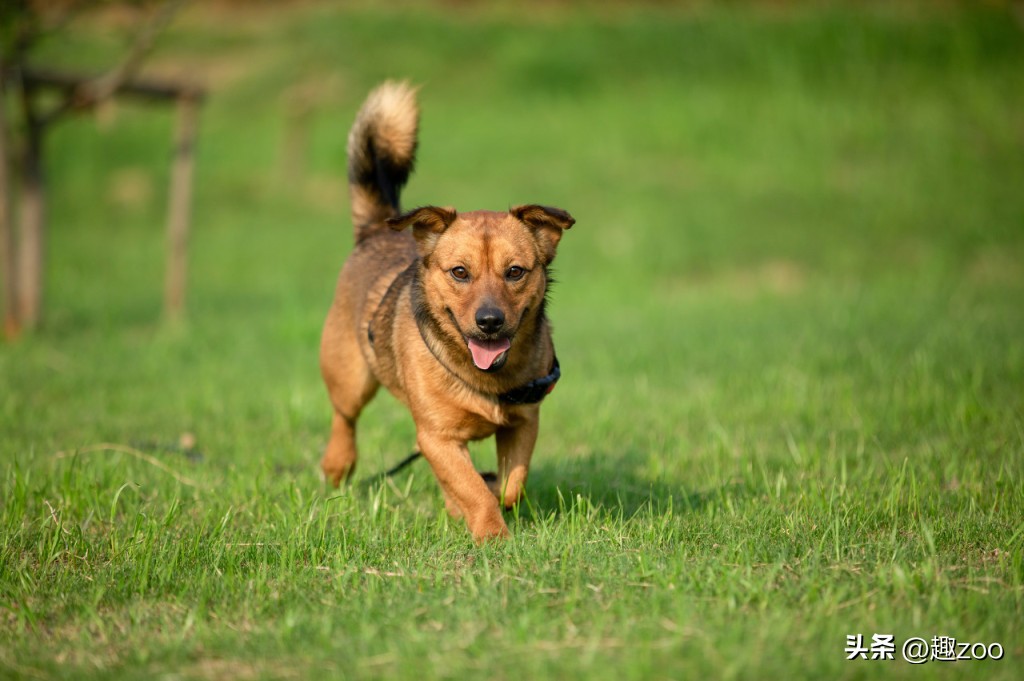 家庭宠物哪个好养活,养殖哪些宠物好养活