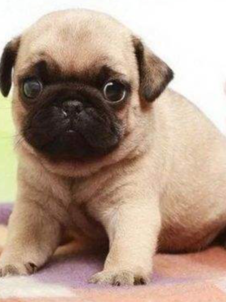 巴哥犬呕吐是怎么回事,巴哥犬呕吐怎么办