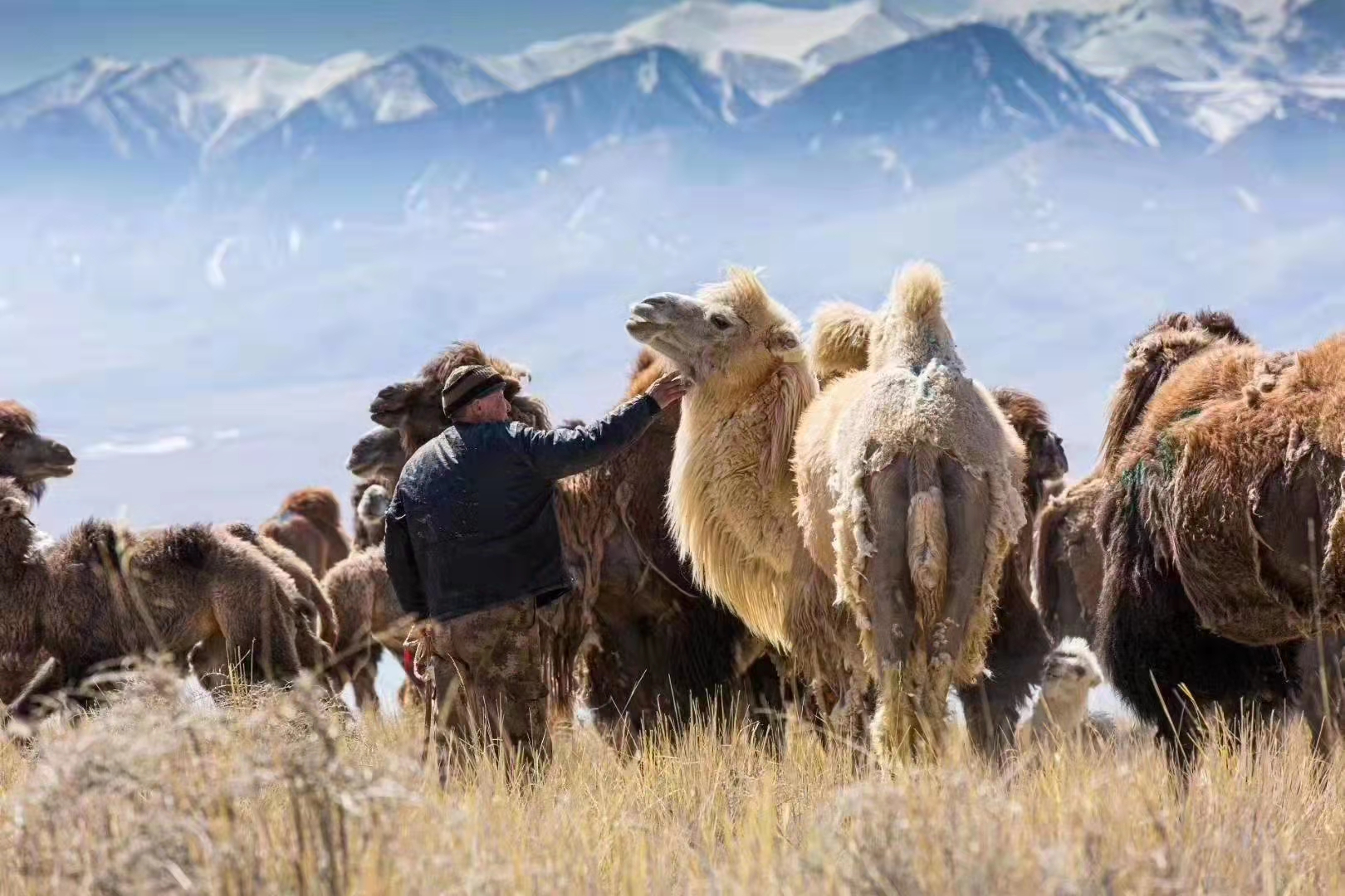 驼奶粉吃了对便秘有没有效果,骨质疏松喝驼奶粉有效果吗